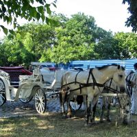 The carriage. Odessa. Ukraine, Одесса