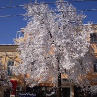 Узорчатое дерево, Одесса