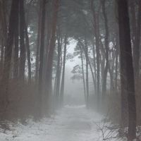 Туманний ранок в сосновому парку, Лохвица
