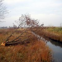 Дерево повалене бобрами біля ставка, A tree fell beaver pond, Демидовка