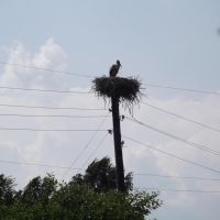Stork nest, Костополь