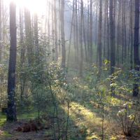 Ранковий ліс, Червоноармейск