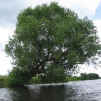 Дерево над рекой, Кириковка