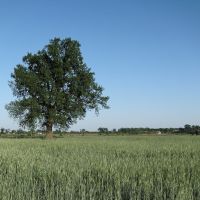 Одинокое дерево, Кириковка