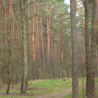 forestland, pine, Тростянец