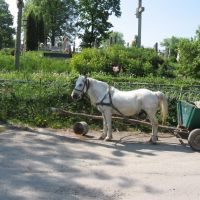біла конячка ♦ white horse, Заложцы