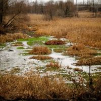 The frozen swamp - скувало льодом болото..., Боровая