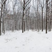 Зима в лесу, Буды