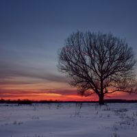 Одинокое дерево, Волчанск