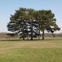 Пять деревьев на поляне, Аскания-Нова