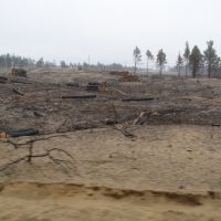 Цюрупинский лес после пожара, Великая Александровка
