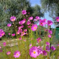 flowers/квіти, Великая Александровка