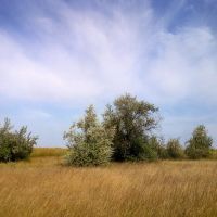 meadows, Великая Александровка
