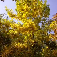 autumn tree, Голая Пристань
