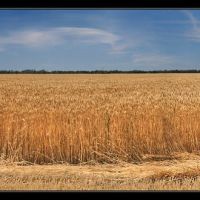 Пшеничные поля - A field of wheat, Горностаевка