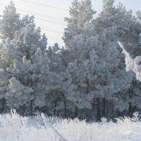 Зимняя одежда для леса, Новая Каховка