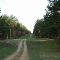 Дорога на лесной просеке, Цюрупинск