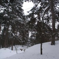 Зимний лес, Цюрупинск