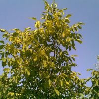 ореховое дерево, Цюрупинск