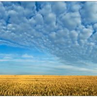 wheat field, Волочиск