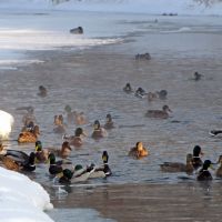 Ducks on frozen South Bug / Утки на Южном Буге - 4, Хмельницкий