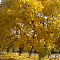 Деревья осенью, Ватутино