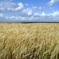 Звенигородські хліби | Wheats fields, Ерки