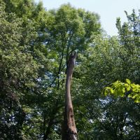 Сухой дуб в виде журавля/Dead oak as a crane, Батурин