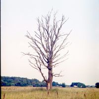 Дерево у полi (Lonely Tree), Короп