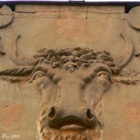 Head of a bull on the facade, Черновцы