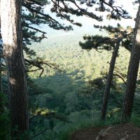 In the Crimean conifer forest, Кореиз
