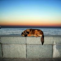 Resting dog on Black sea, Ливадия