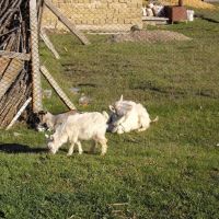 goat and kids, Мисхор