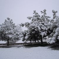 Сосны в снегу, Мисхор