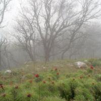 Квітуча яйла (Flowers in the fog), Парковое