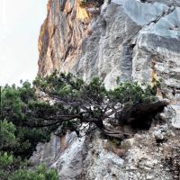Crimean  super-bonsai :), Симеиз