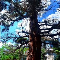 Giant tree., Симеиз