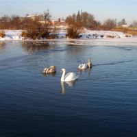 Лебеді на р.Турія_Swans on r.Turiya, Ковель