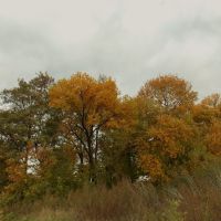 autumn_trees, Першотравенск