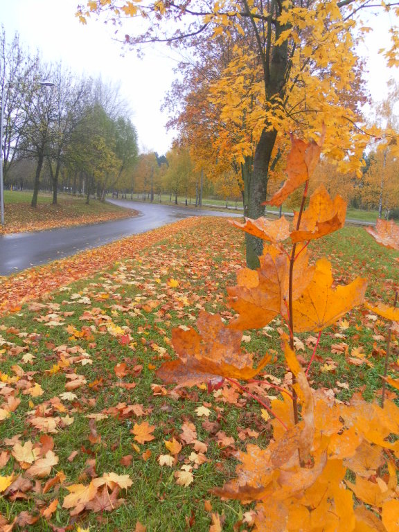 Осень золотая, Новополоцк