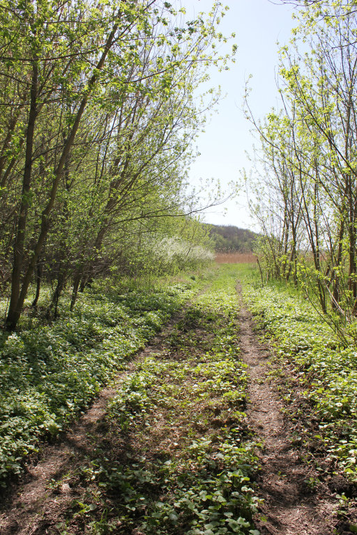 Заповедник "Лес на Ворскле". Май 2017, Борисовка