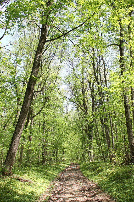 Монастырский лес, Белгород - "Тихое местечко с целебным источником и древней ист