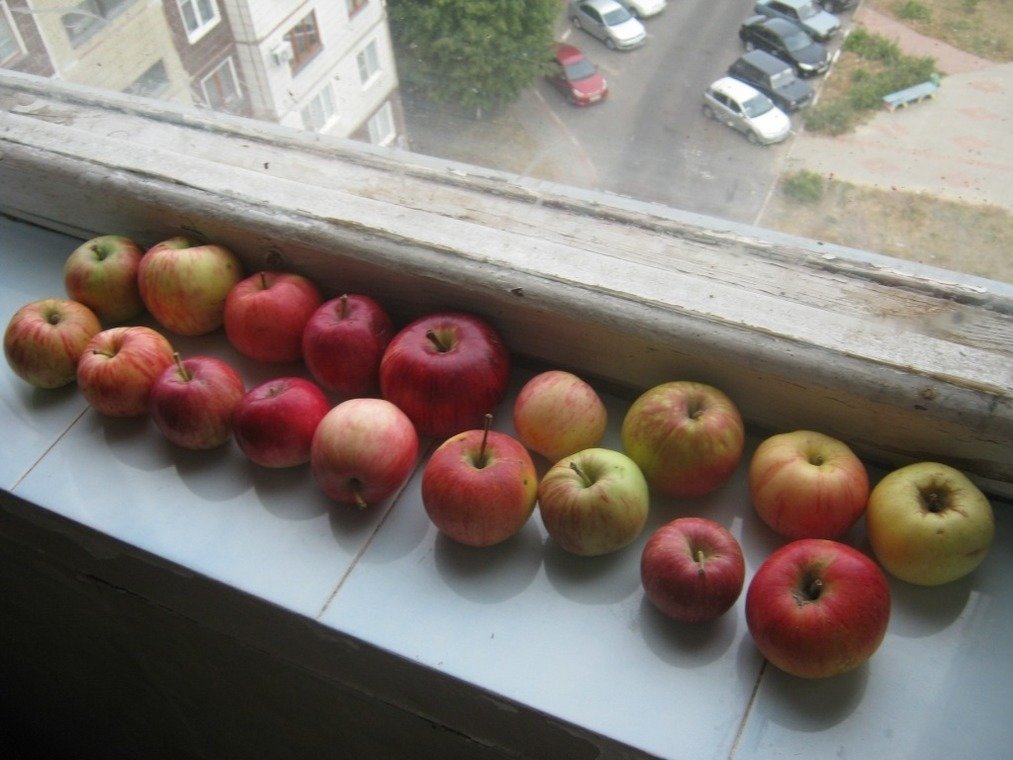 яблоки, Старый Оскол