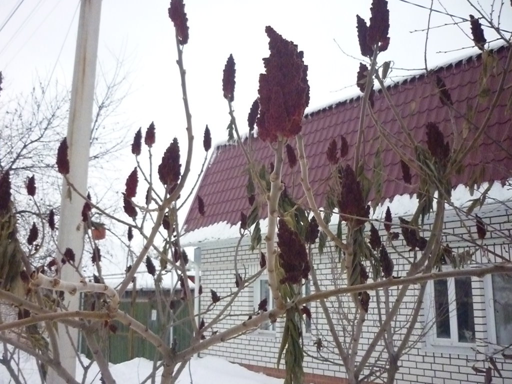 Цветущие деревья .Зима в Борисоглебске, Борисоглебск