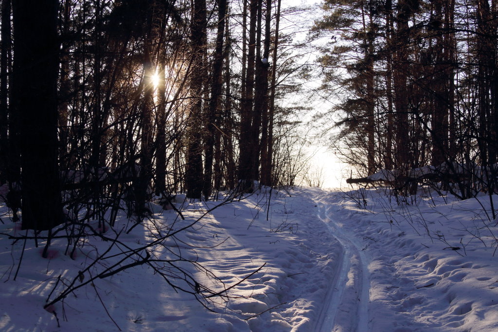 Лыжня в лесу на Осиновой горе., Шуя