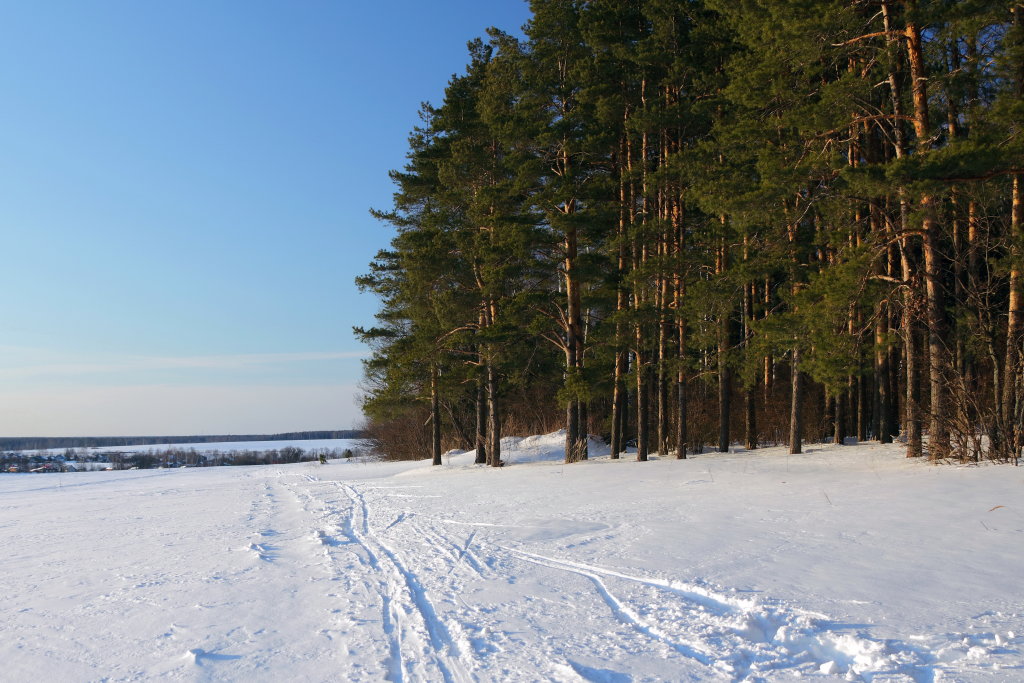 Лыжня в лесу на Осиновой горе., Шуя