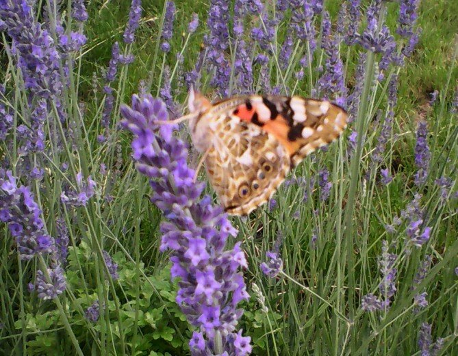 бабочка на цветке, Кореновск