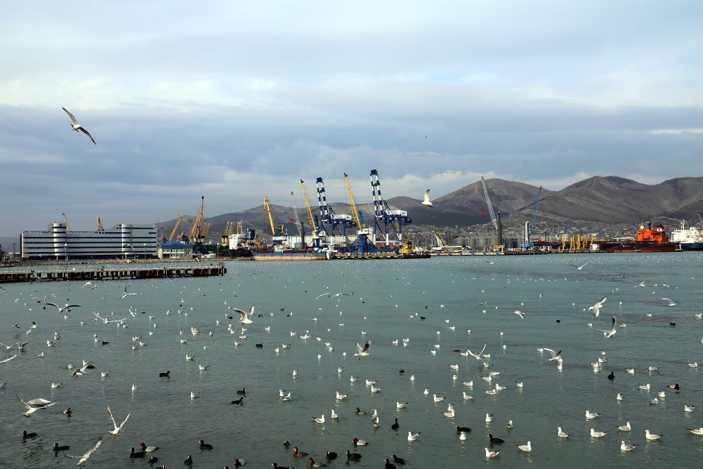 Птицы в порту, Новороссийск