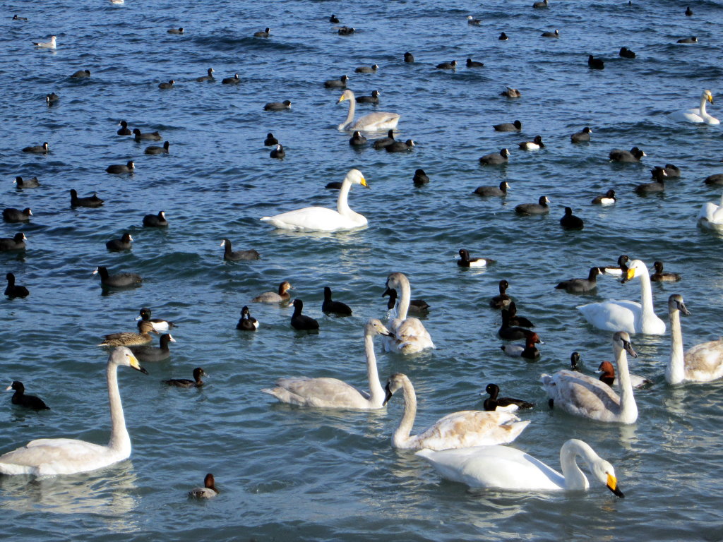 Лебеди в бухте, Новороссийск
