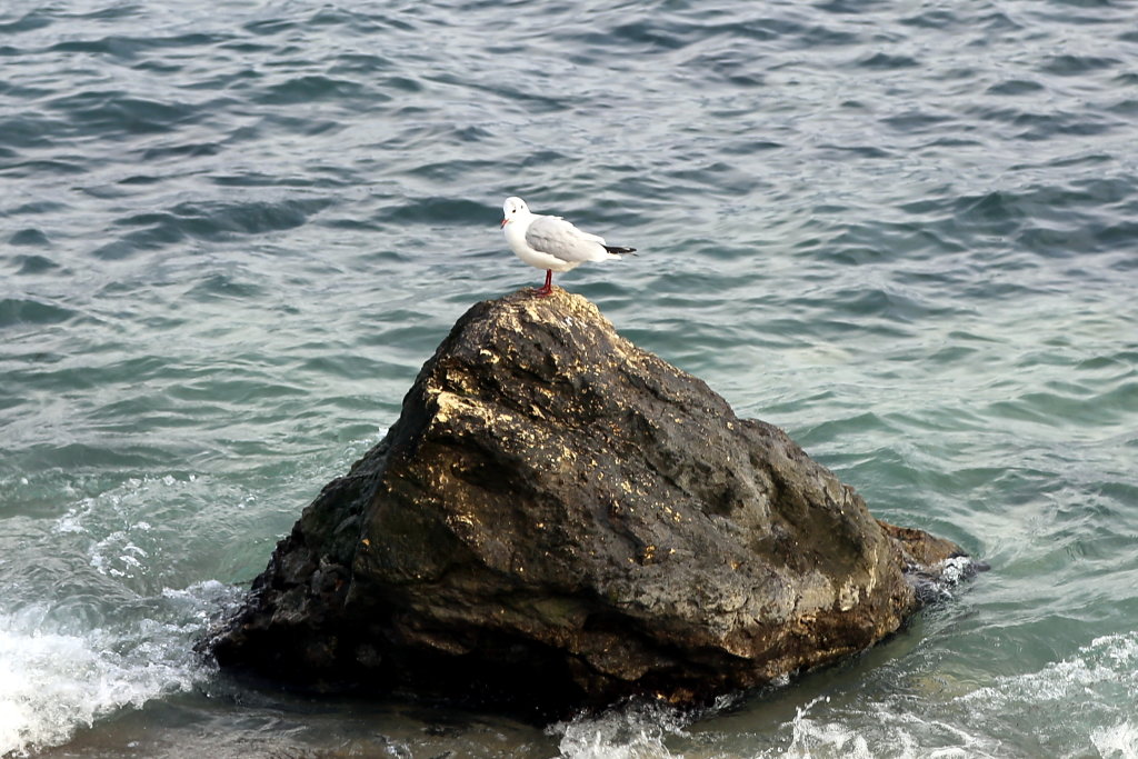 Одинокая чайка на камне, Новороссийск